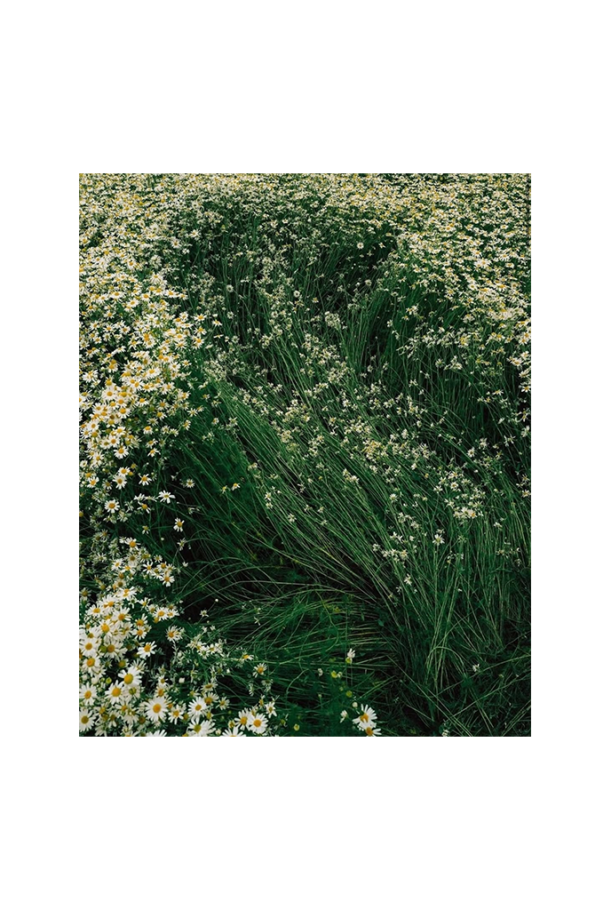 12_hp_d33