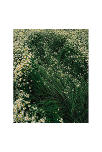 12_hp_d33