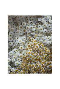 6_hp_d33
