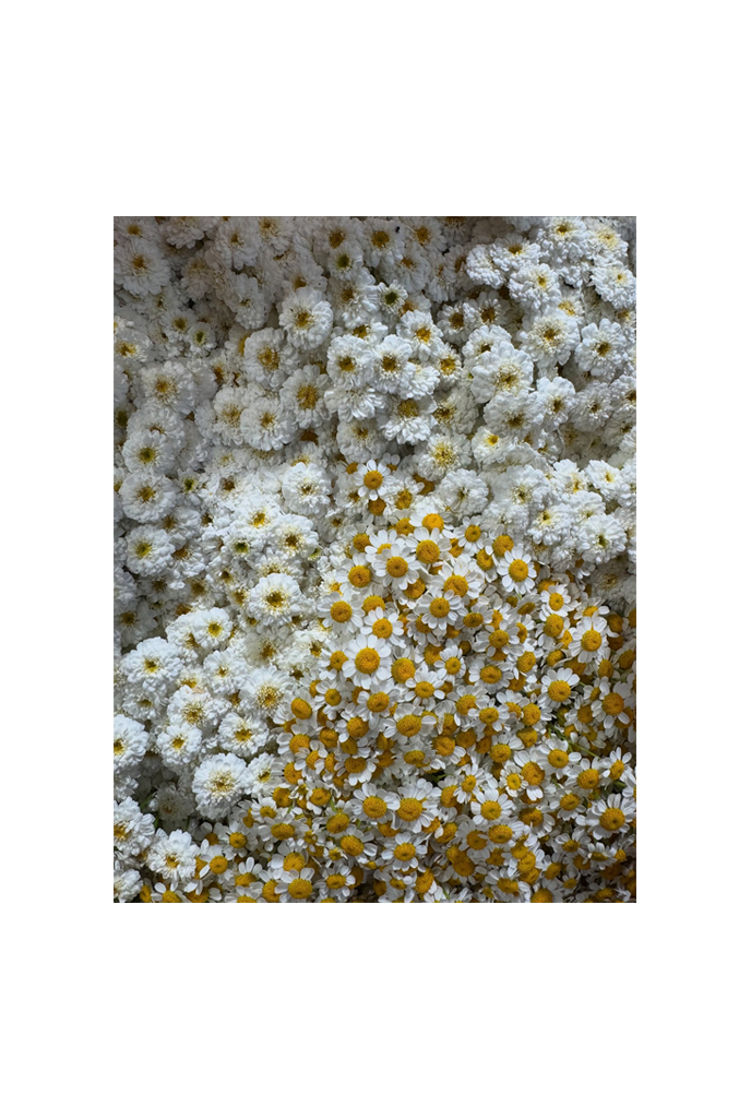 6_hp_d33