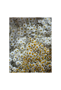 6_hp_d33